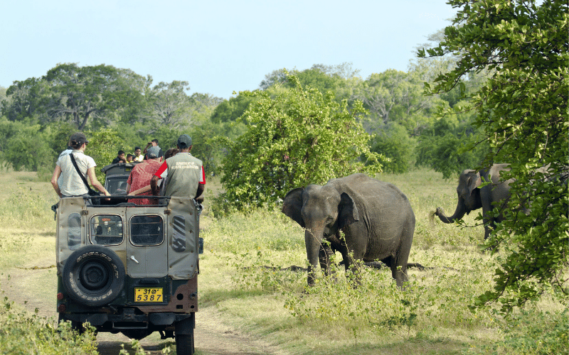 Wildlife Tour Packages in Sri Lanka