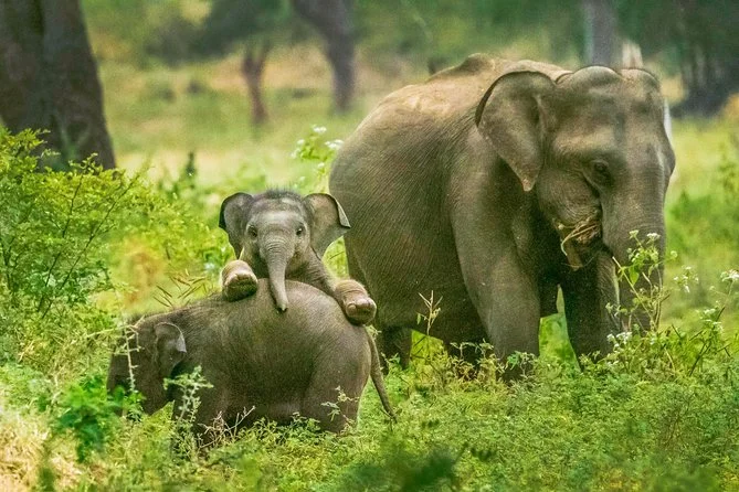 Minneriya National Park in sri Lanka