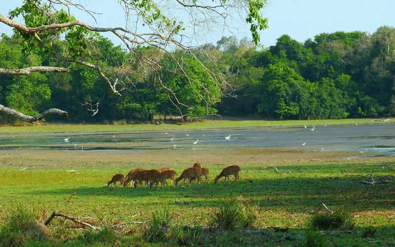 8 DAY WILDLIFE ADVENTURE IN SRI LANKA