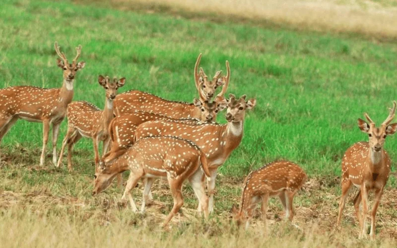 Yala National Park in Sri Lanka