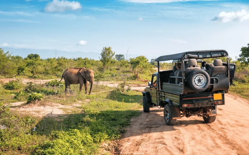 Wildlife Tour Packages in Sri Lanka