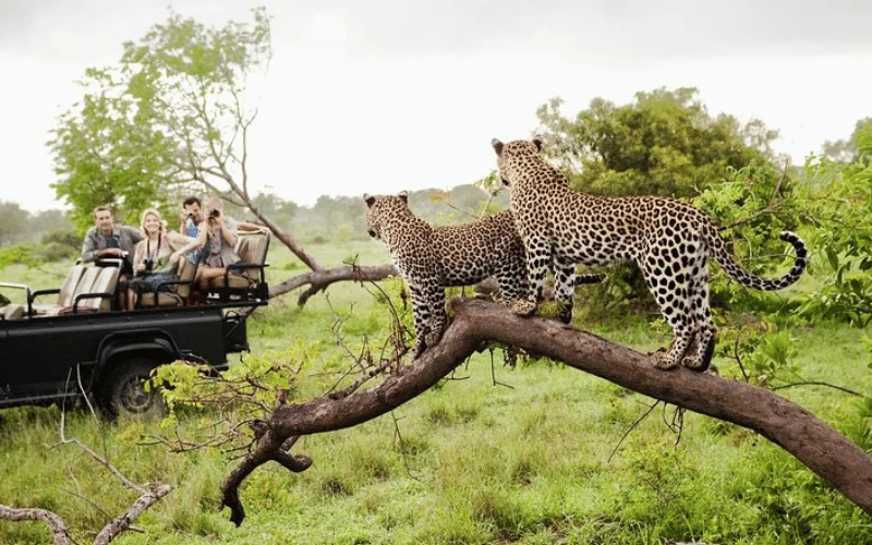 Wildlife Tour Packages in Sri Lanka