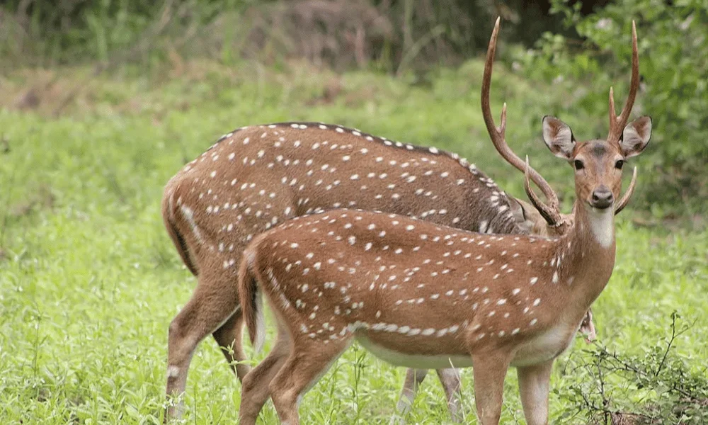 Sambar deer in sri lankas - Wildlife Safaris in Sri Lanka