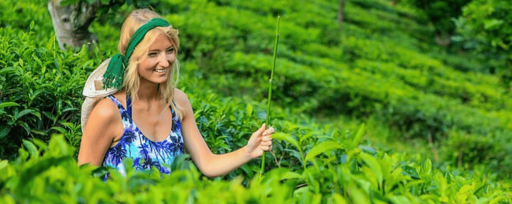  Tea Trails and Beyond: Exploring the Hill Country of Sri Lanka