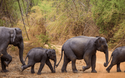 Wildlife Safaris in Sri Lanka: Encounters with Elephants, Leopards, and More