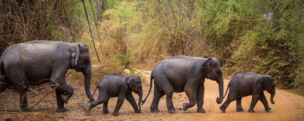 Wildlife Safaris in Sri Lanka: Encounters with Elephants, Leopards, and More