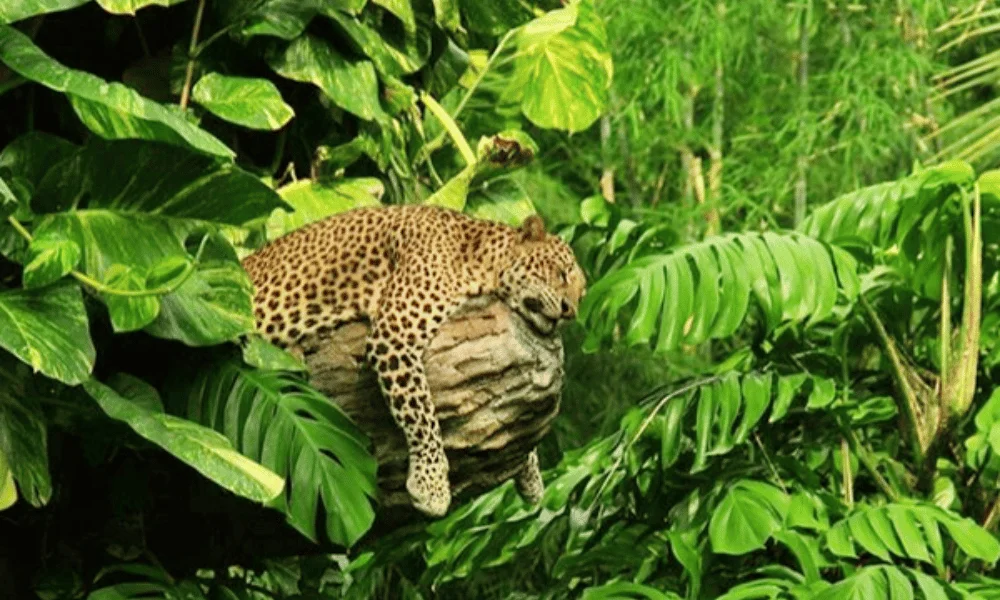 Sinharaja Rainforest Reserve (1)