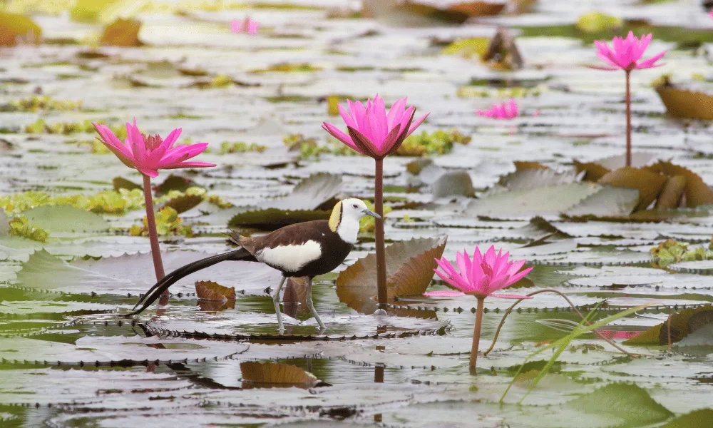 bundala national park