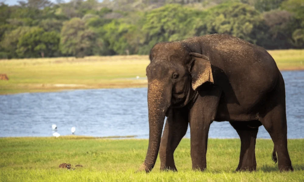 minnariya National Park (1)