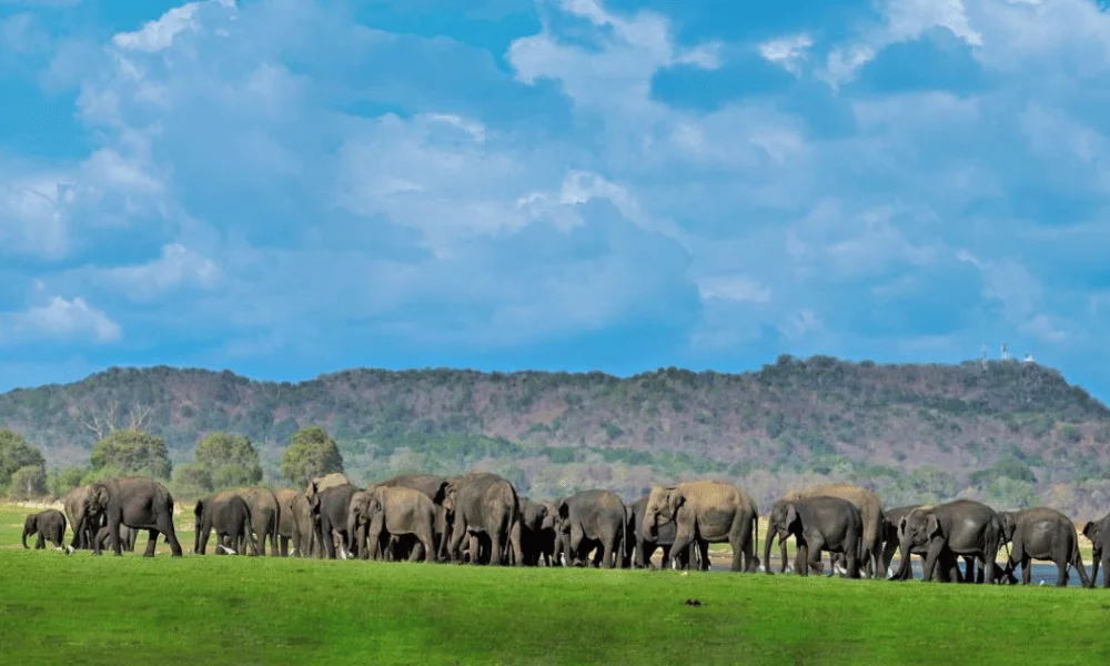 minneriya national park