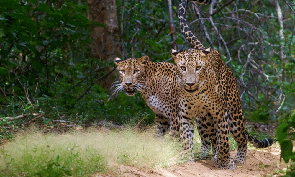 sri lanka's top national parks (6)