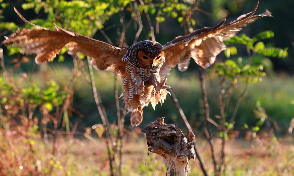 Owl hunt a prey at top safari destinations in sri lanka