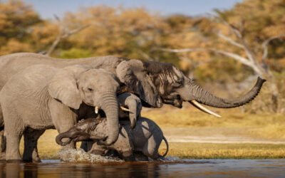 Sri Lanka Among the Top Safari Destinations Worldwide