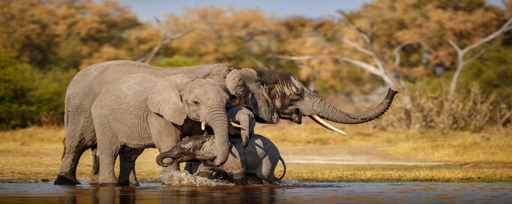 Elephant family enjoying the nature