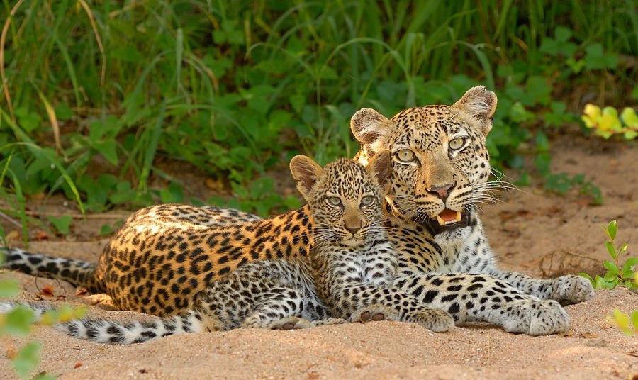 Leopard Crossing Safari Road at top safari destinations in Sri Lanka